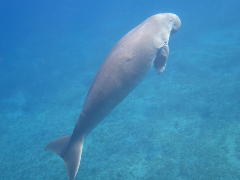 Strand Malikia Resort Abu Dabbab