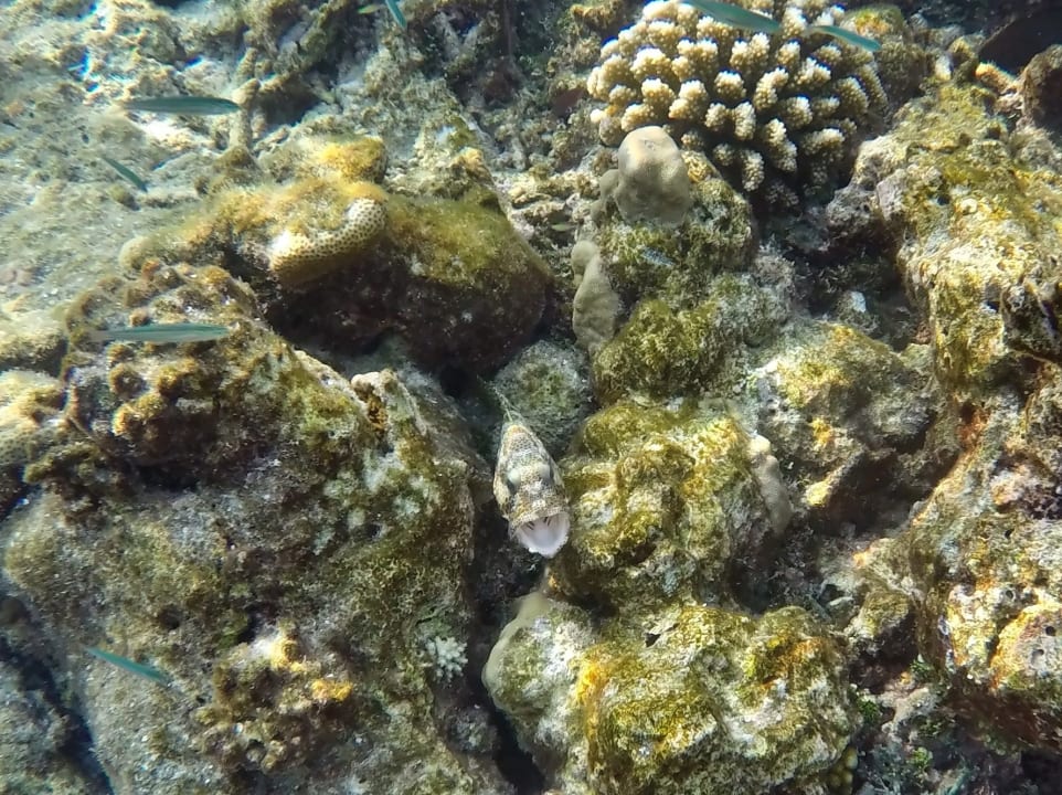 Honigwaben - Zackenbarsch NH Collection Maldives Havodda Resort