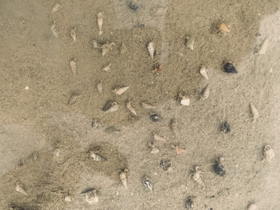 Strand Hotel Titanic Palace