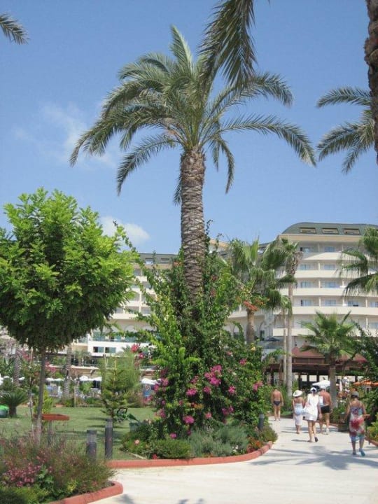 Palme im Garten des Hotels Saphir Resort & Spa