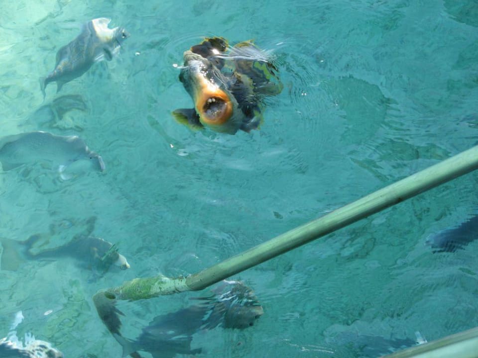 Rudi 1 der Größere Kuramathi Maldives