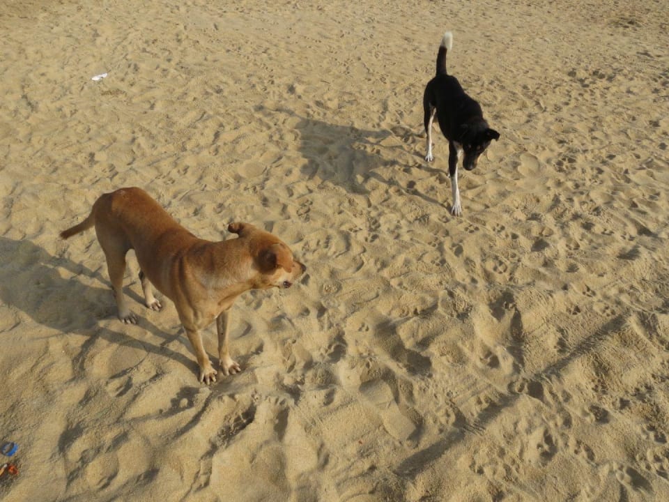 Siehe selbst Goldi Sands Hotel