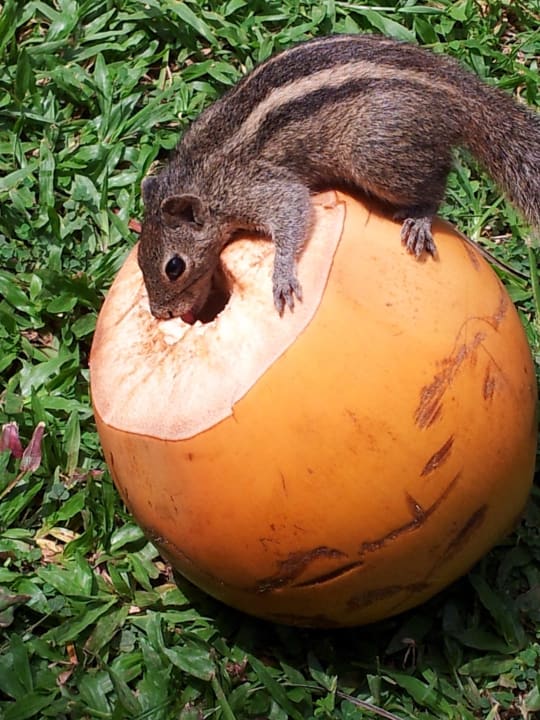 Leckermäulchen Mermaid Hotel & Club