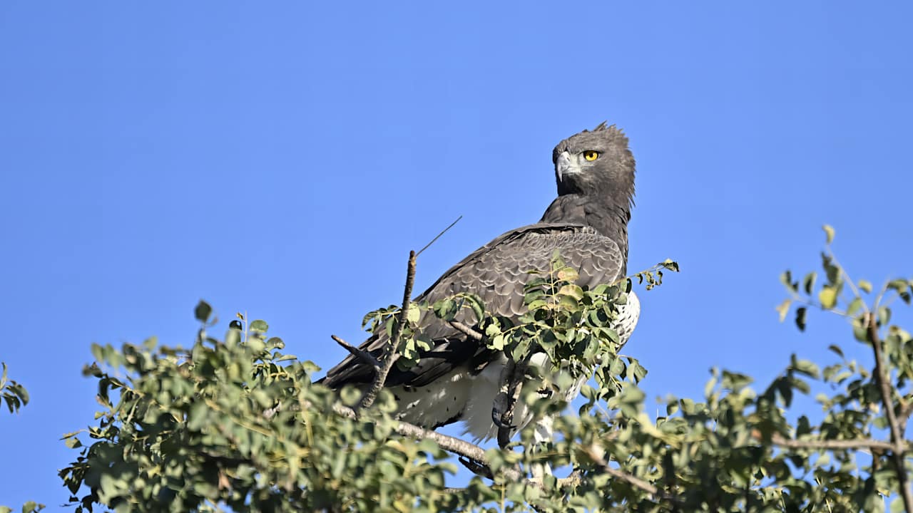 Sport & Freizeit Motswari Private Game Reserve & Geiger's Camp