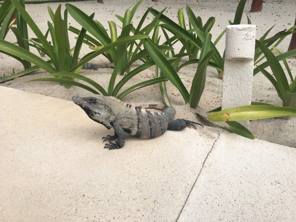 Sonstiges Akumal Bay Beach & Wellness Resort