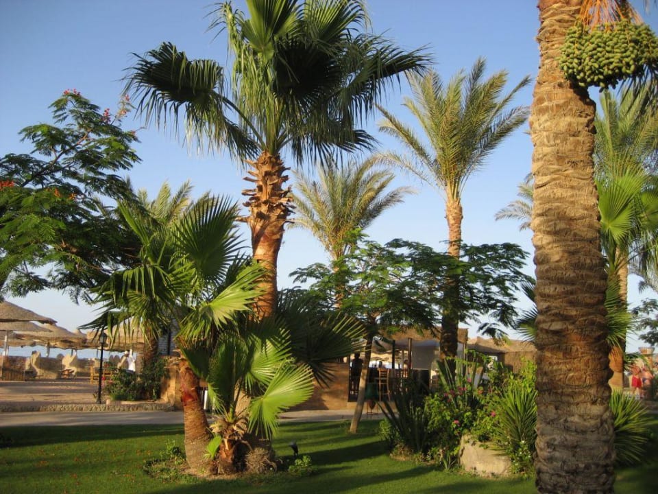 Landschaft Jaz Makadi Saraya Resort