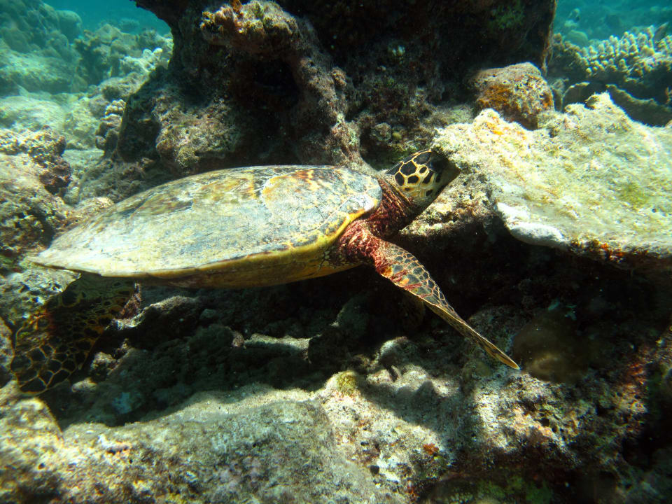 Sonstiges Diamonds Thudufushi