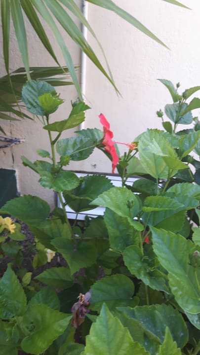 Gartenanlage Dreams Riviera Cancun Resort & Spa