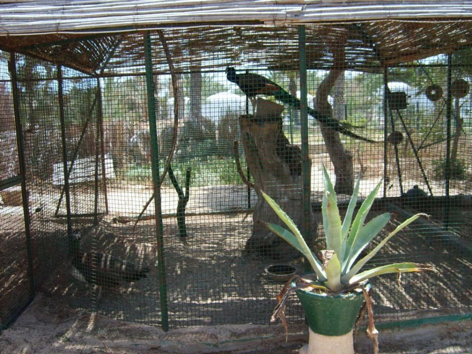 Der Pfau im Mini Zoo Hotel Sangho Club Zarzis