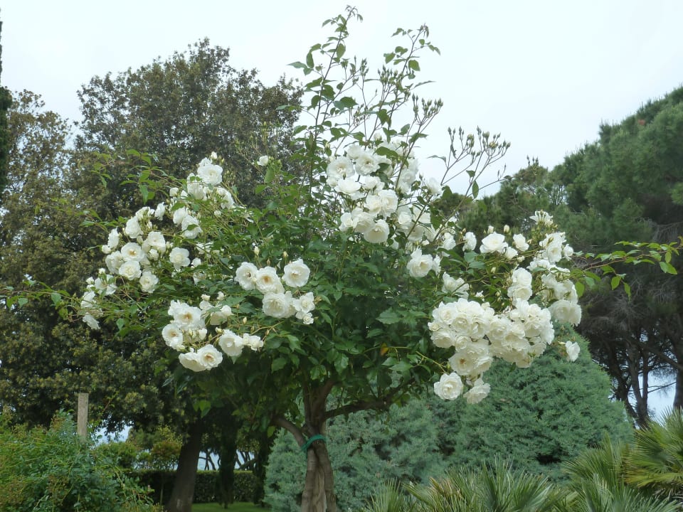 Toll Falkensteiner Hotel Adriana