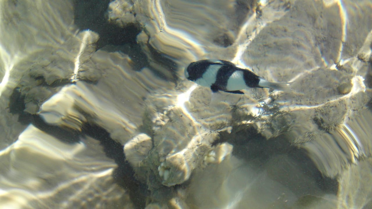 Fische bei Ebbe Fort Arabesque Resort, Spa & Villas