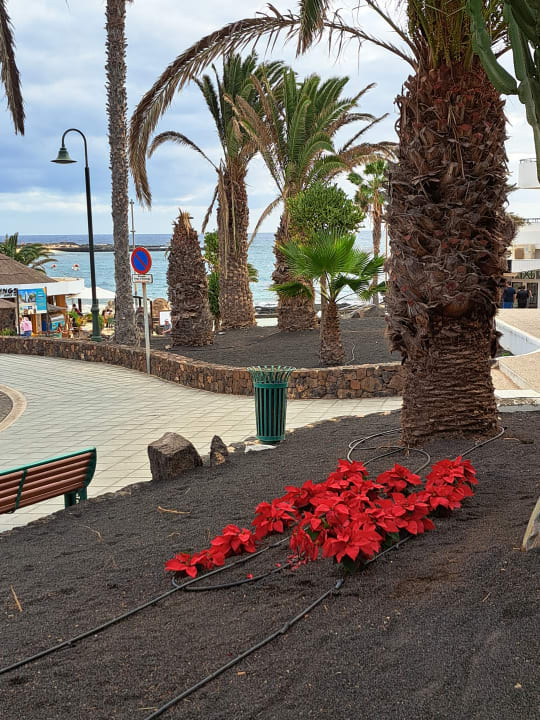 Gartenanlage allsun App.-Hotel Albatros