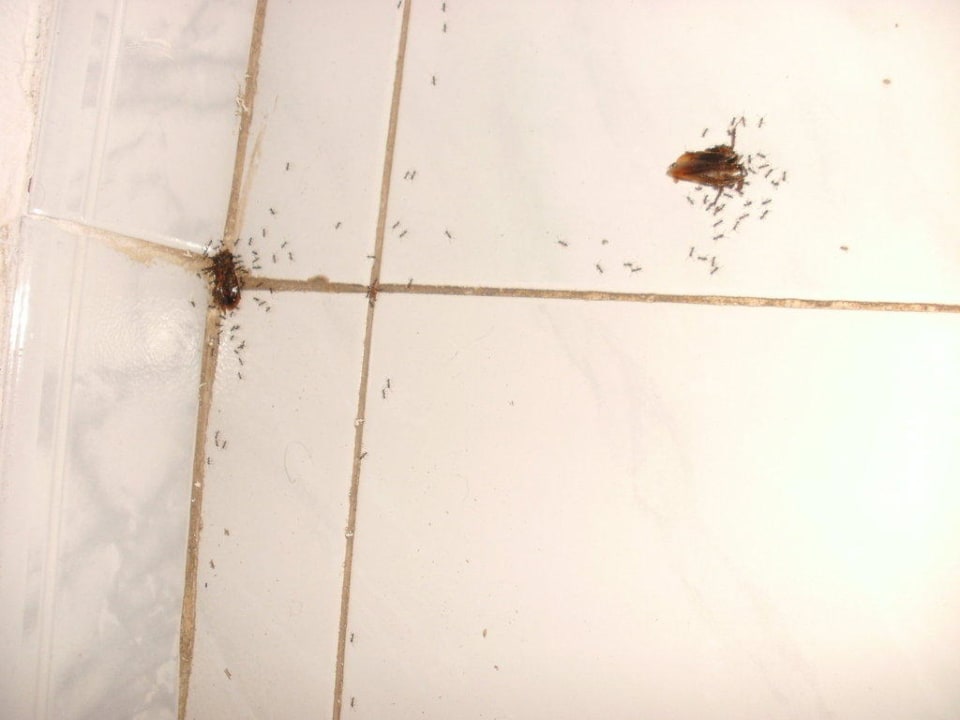 Kakalaken im Schlafzimmer! SBH Hotel Taro Beach