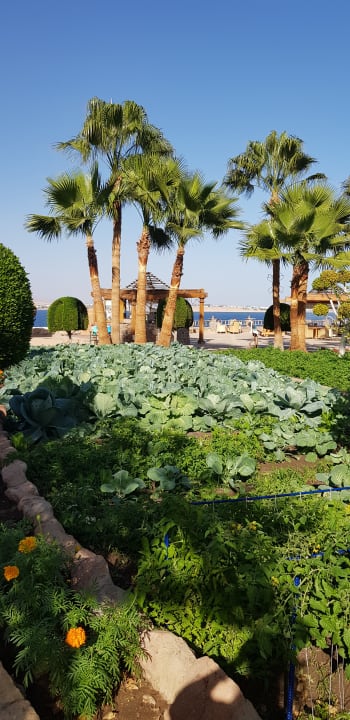 Gartenanlage Sharm Club Beach Resort