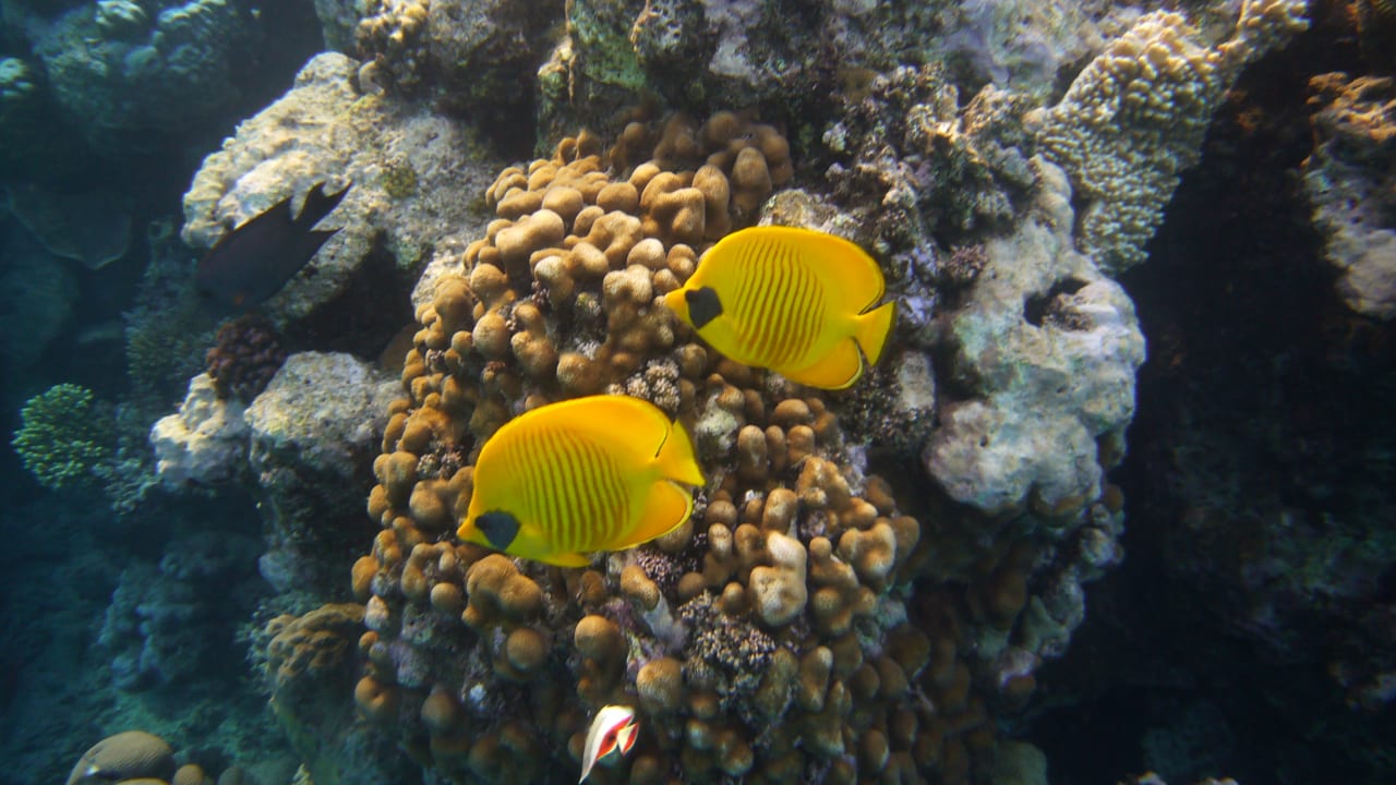 Sport & Freizeit Malikia Resort Abu Dabbab