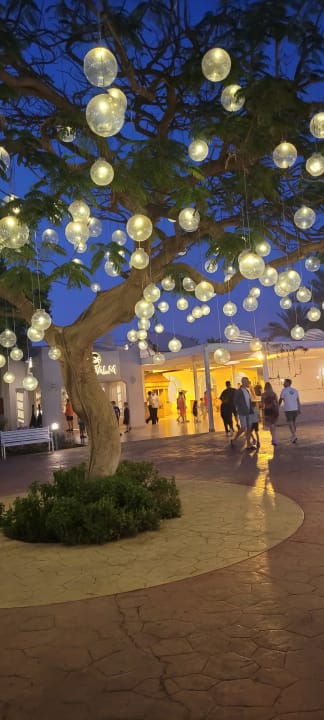 Sonstiges Desert Rose