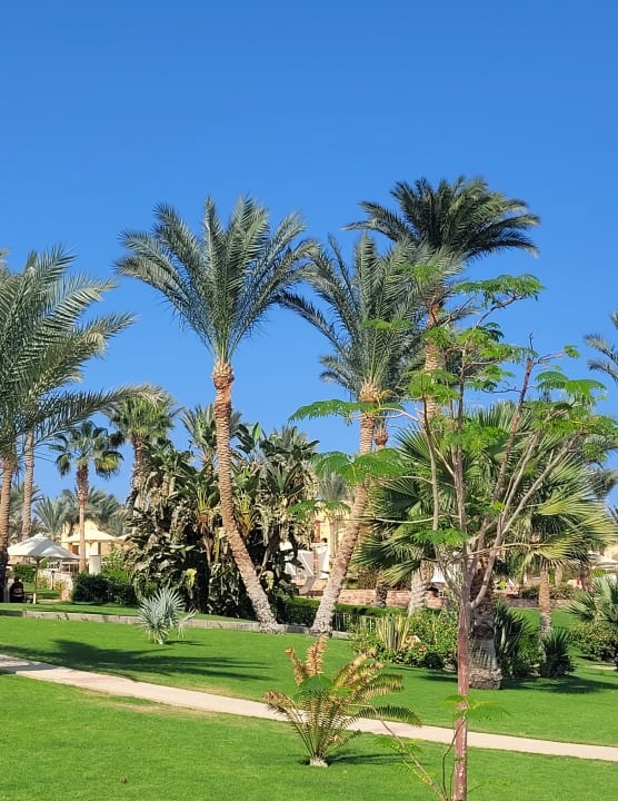 Gartenanlage Steigenberger Coraya Beach - Adults only