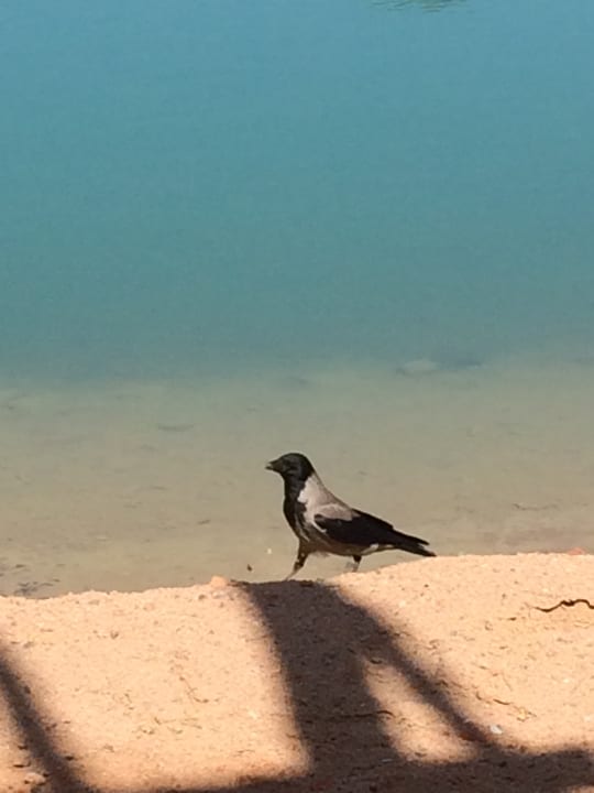 Gartenanlage Sheraton Miramar Resort El Gouna