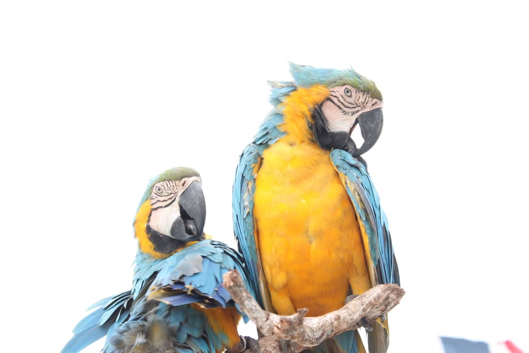 Strandbesuch Hotel Grand Palladium Palace Resort, Spa & Casino