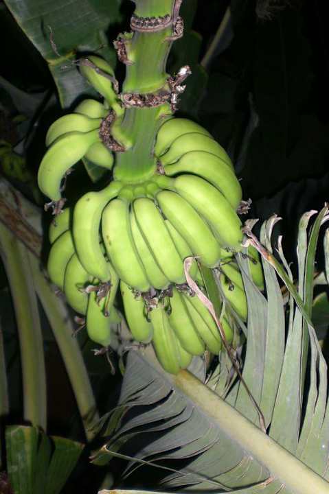 Bananenstauden Club Dizalya