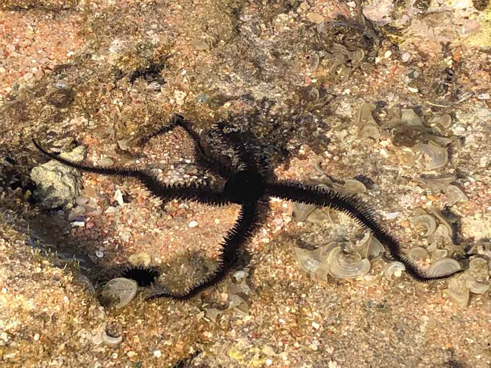 Strand Pickalbatros Citadel Resort