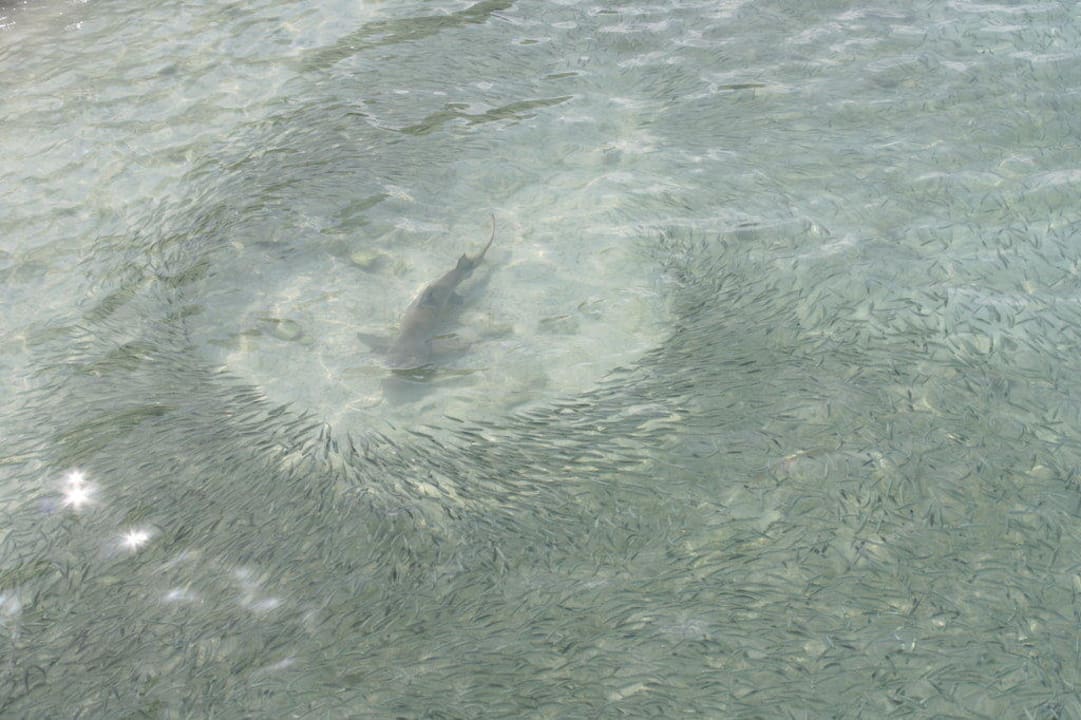 Hai im Fischschwarm Kuramathi Maldives