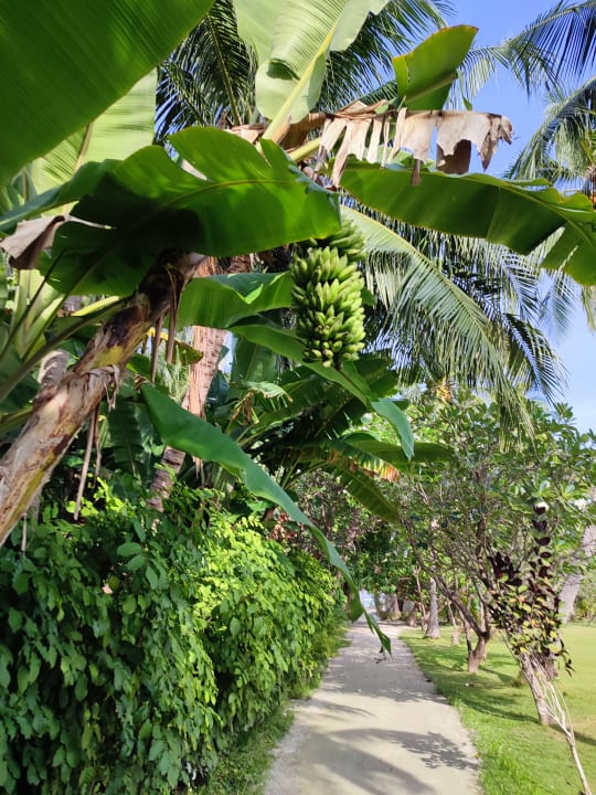 Gartenanlage Adaaran Select Hudhuran Fushi - Premium All Inclusive