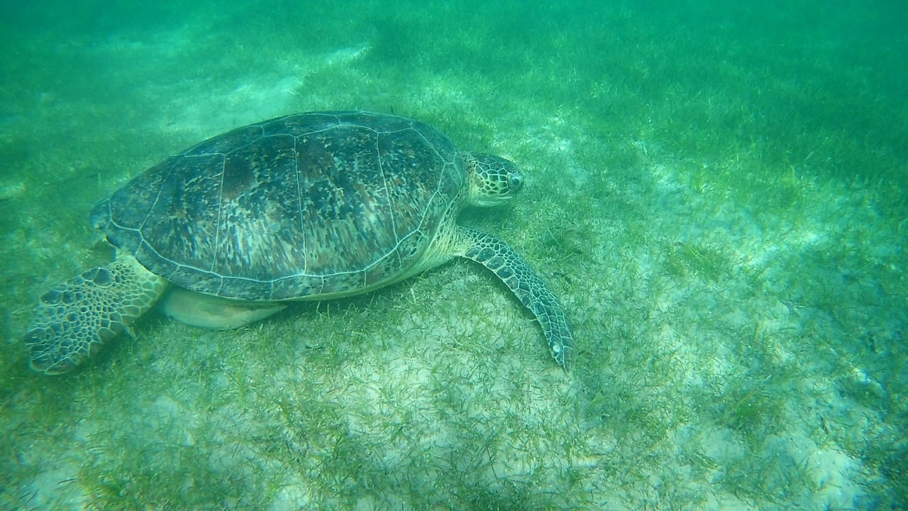 Strand Shams Prestige Abu Soma-Adults Only