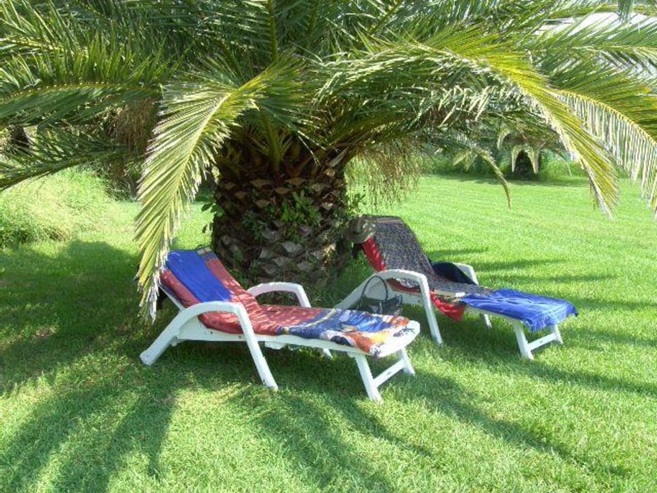 "unsere" Palme St. George's Bay Country Club