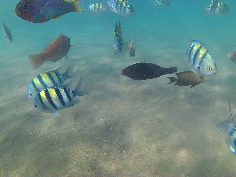 Strand Pickalbatros Citadel Resort