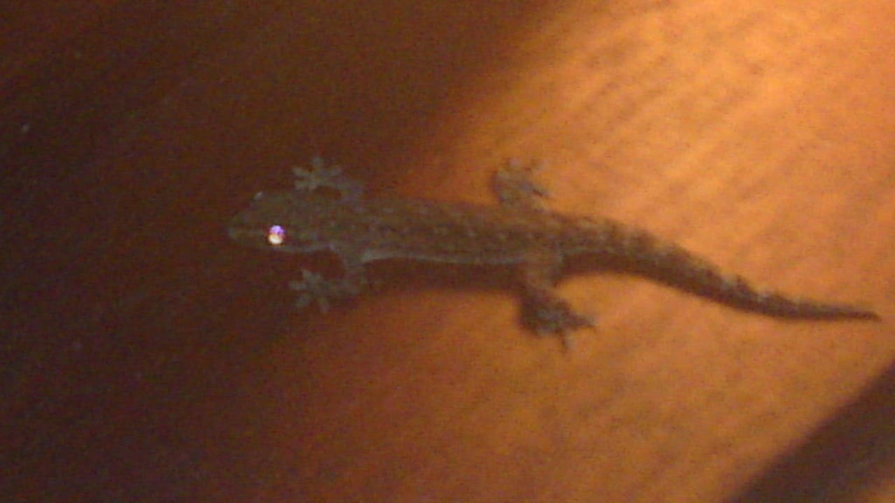 Netter Besuch Kuramathi Maldives