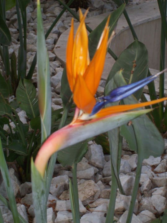 Blumen Amara Comfort Kemer