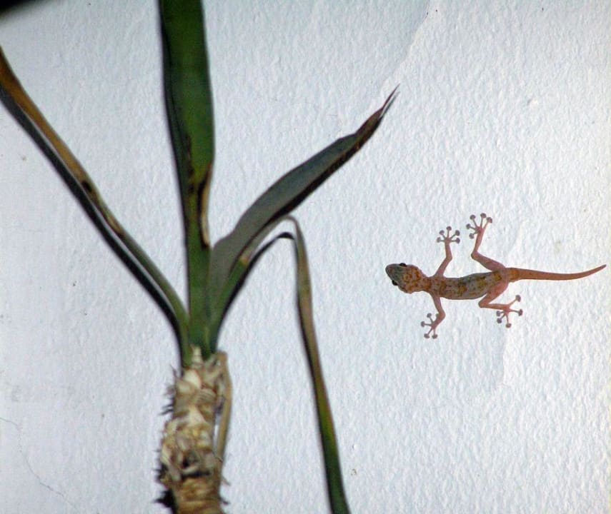 Gekko am Abend Lotus Bay Beach Resort