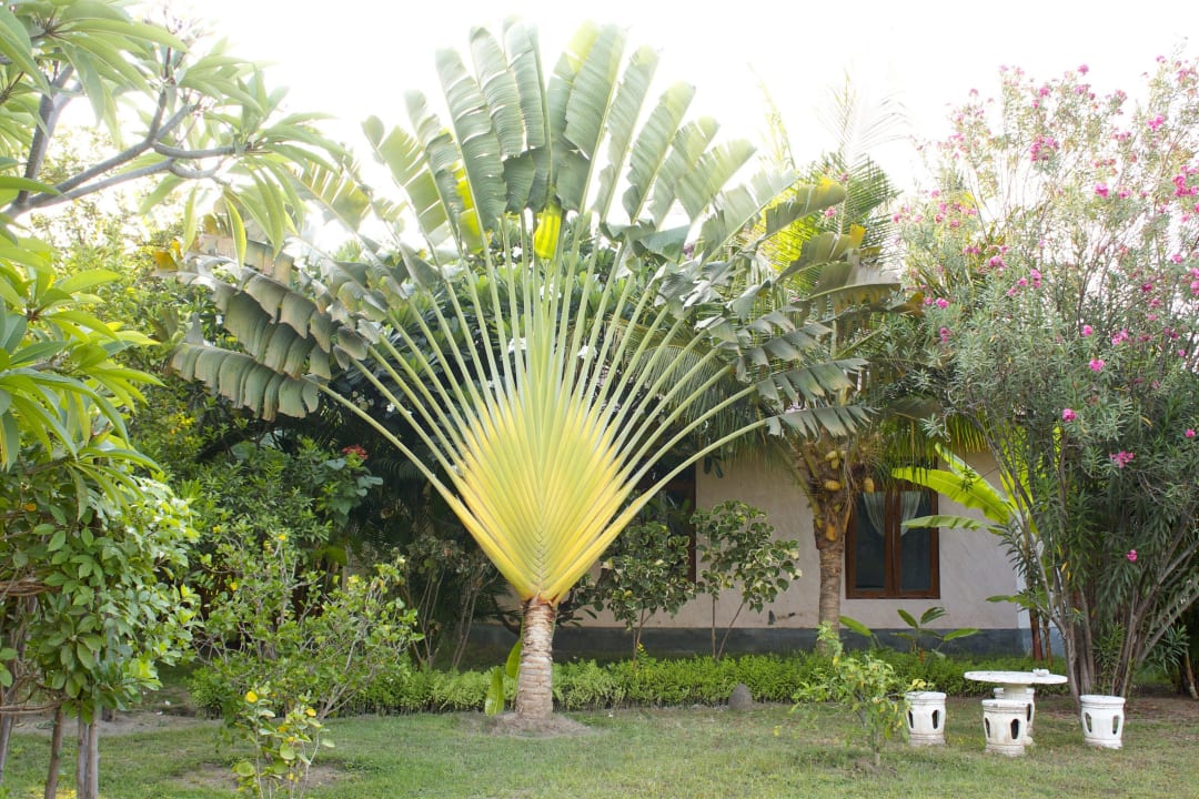 Chinese Banana Hotel Bali Oase Resort