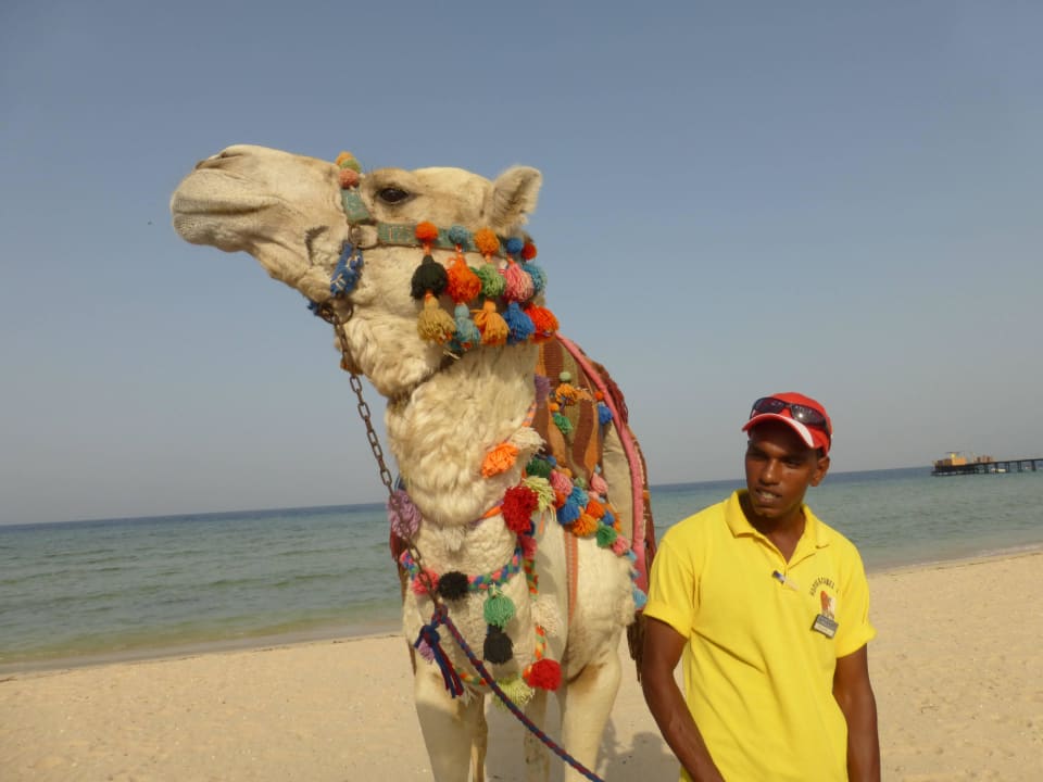 Strandkamel Hotel Gorgonia Beach Resort