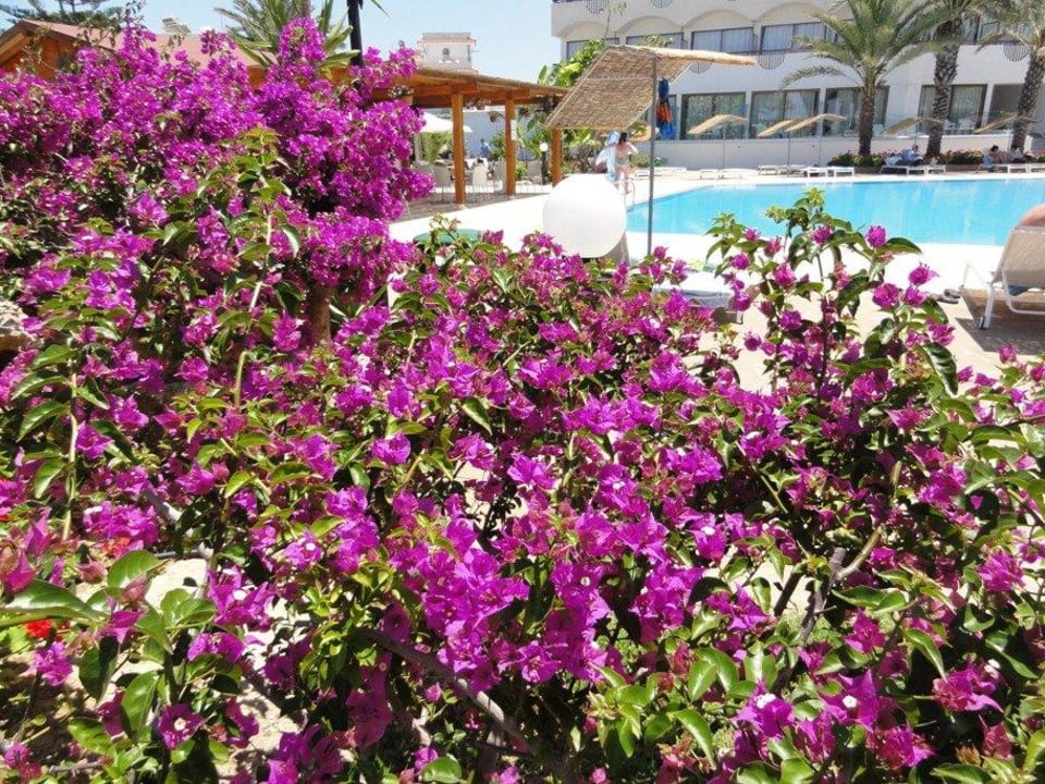 Pool Crystal Springs Beach Hotel