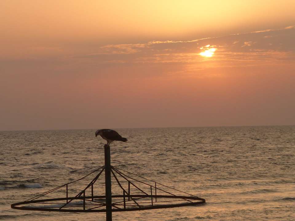 Seeadler im Sonnenaufgang 10.10.14 Coral Sun Beach