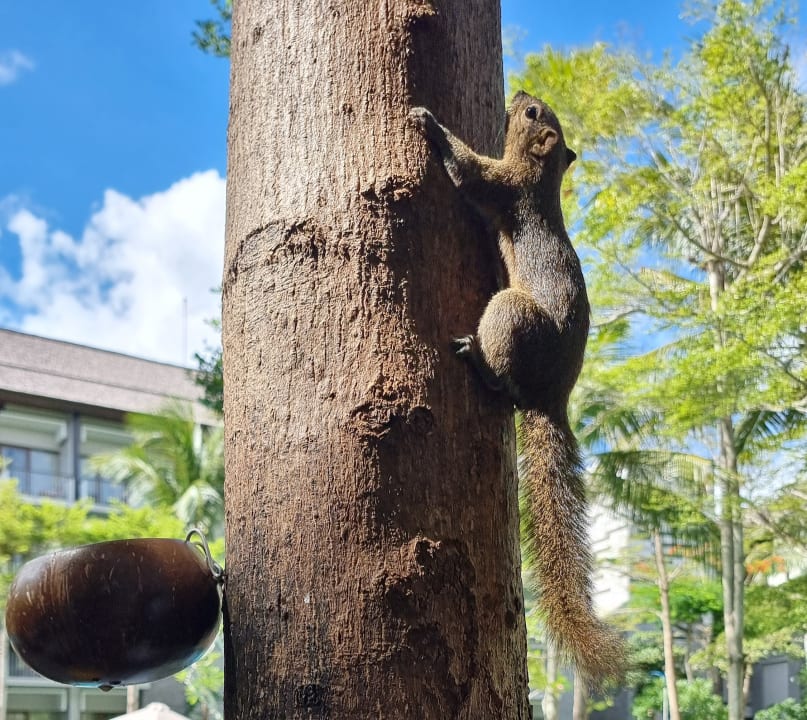Gartenanlage Courtyard by Marriott Bali Nusa Dua