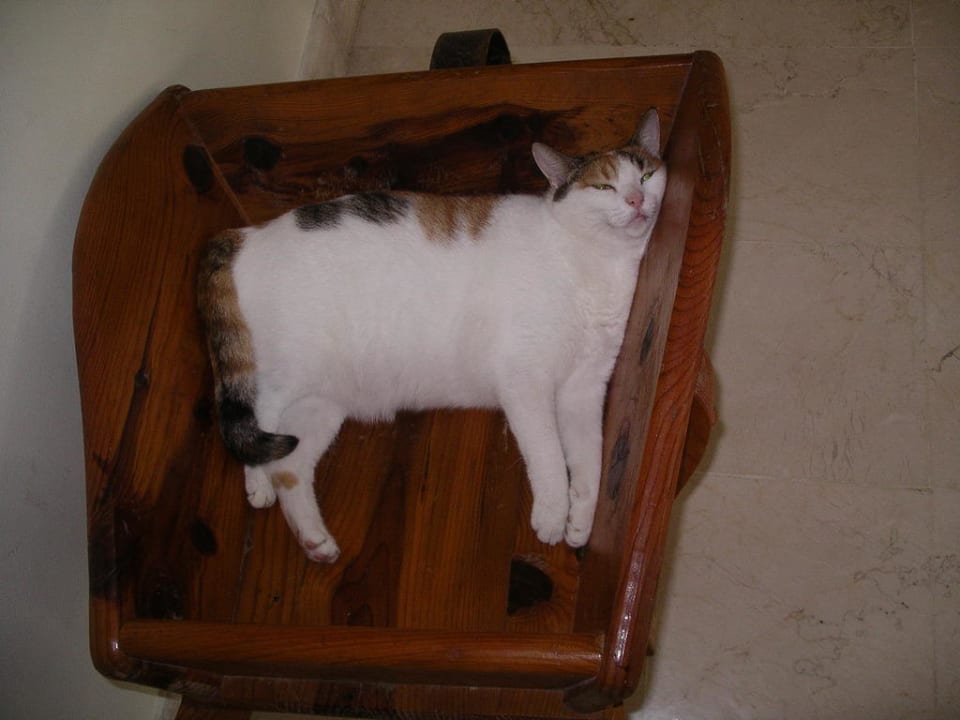 Eine der Hotelkatzen Club Hotel Mirabell