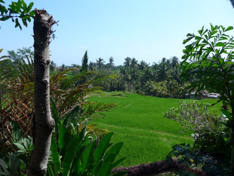 Ausblick Atta Mesari Ubud