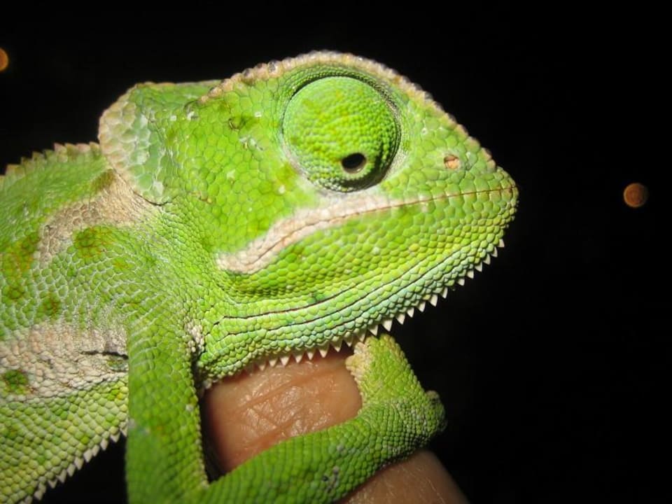 niedliches Tierchen Hotel Southern Palms Beach Resort