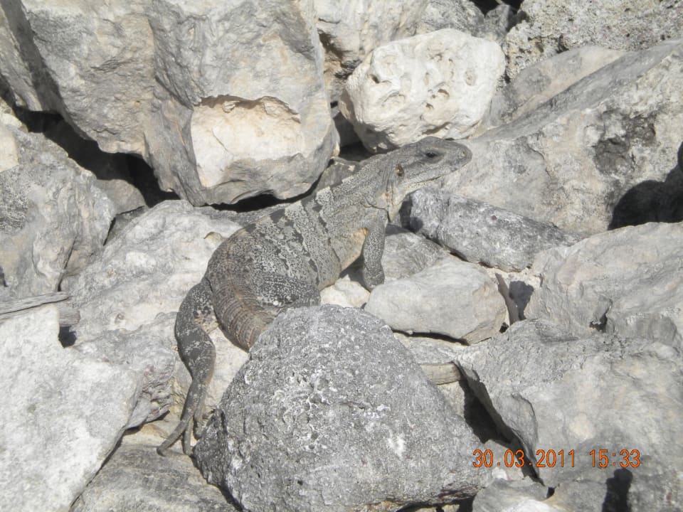 Trifft man überall, wenn man genau schaut - Leguan Grand Oasis Tulum Riviera - All Inclusive