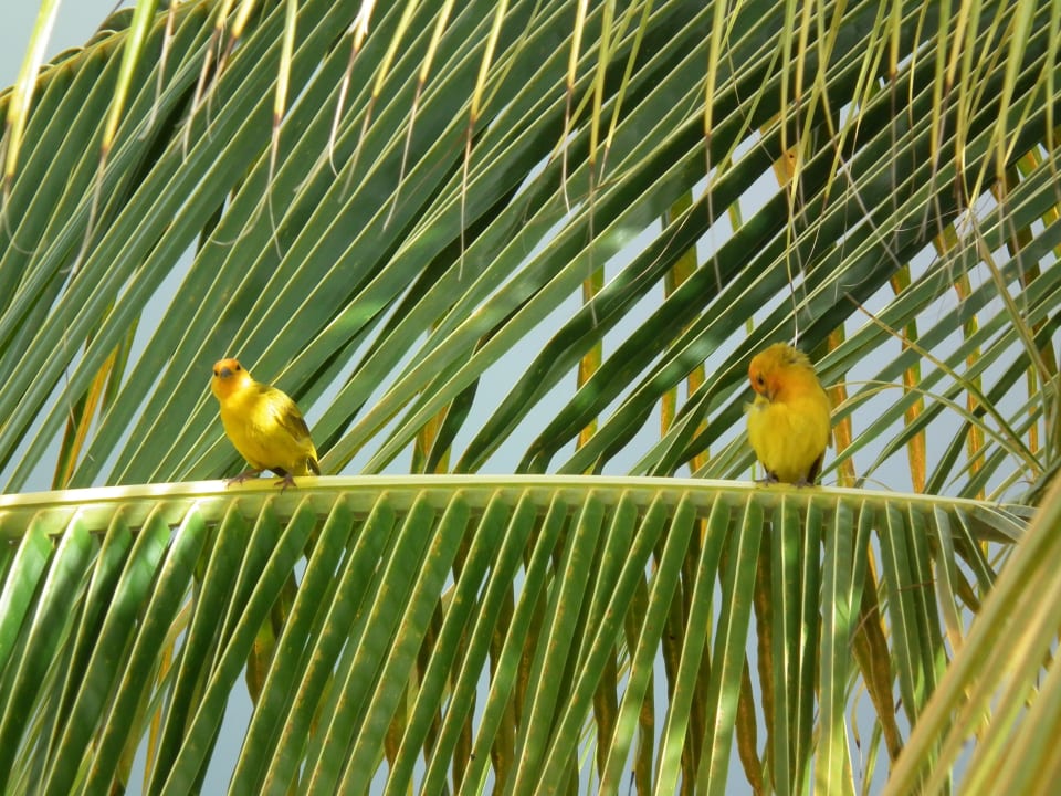 Frühstücksgäste Don Genaro Apartments