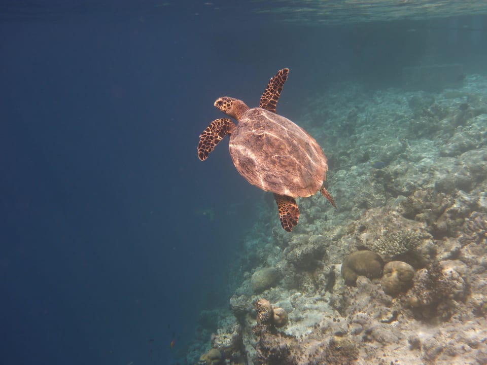 Schildkröte beim Schnorcheln Vilamendhoo Island Resort & Spa