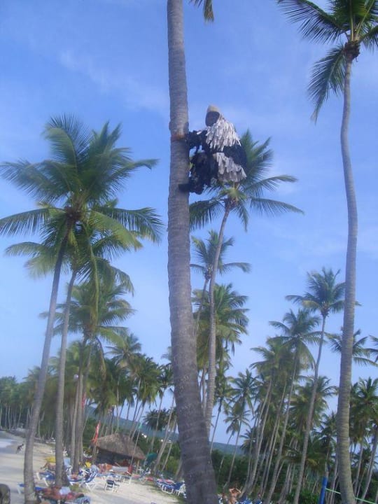 Auf der Palme Wyndham Alltra Samana