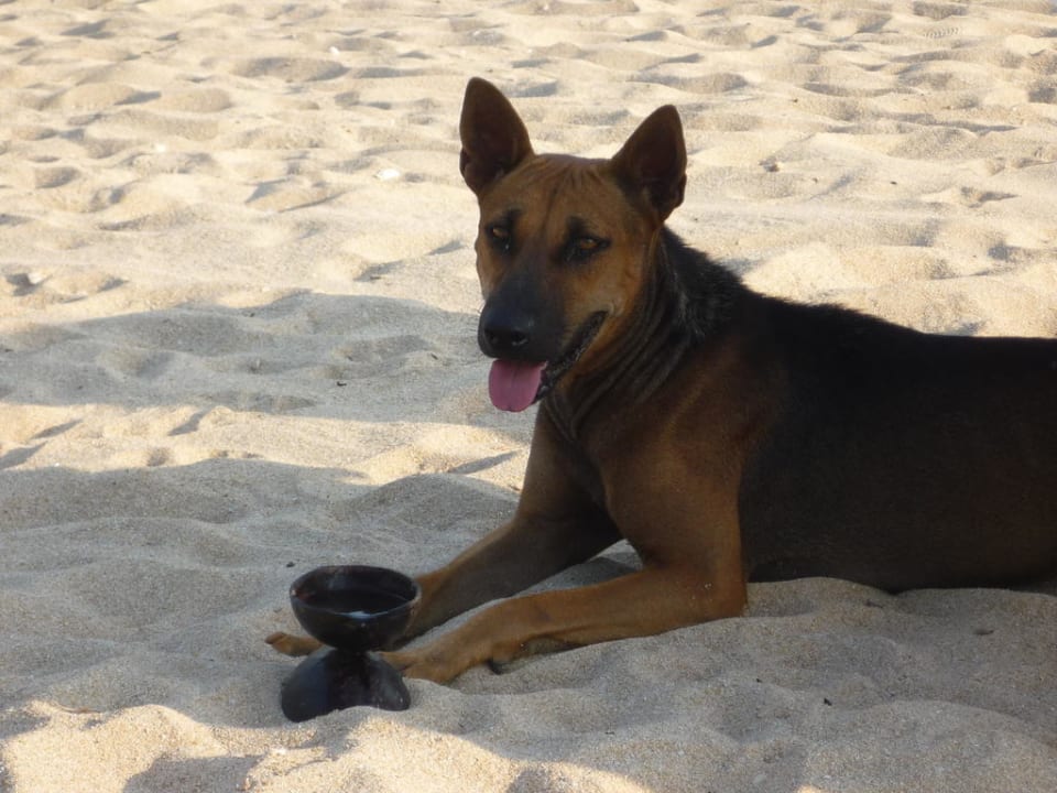Hunde am Strand Khaolak Orchid Beach Resort