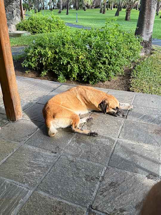 Sonstiges La Pirogue Mauritius