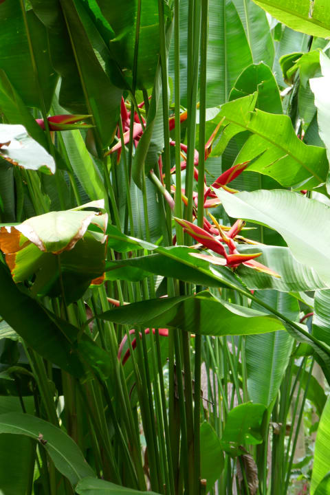 Gartenanlage Khao Lak Merlin Resort