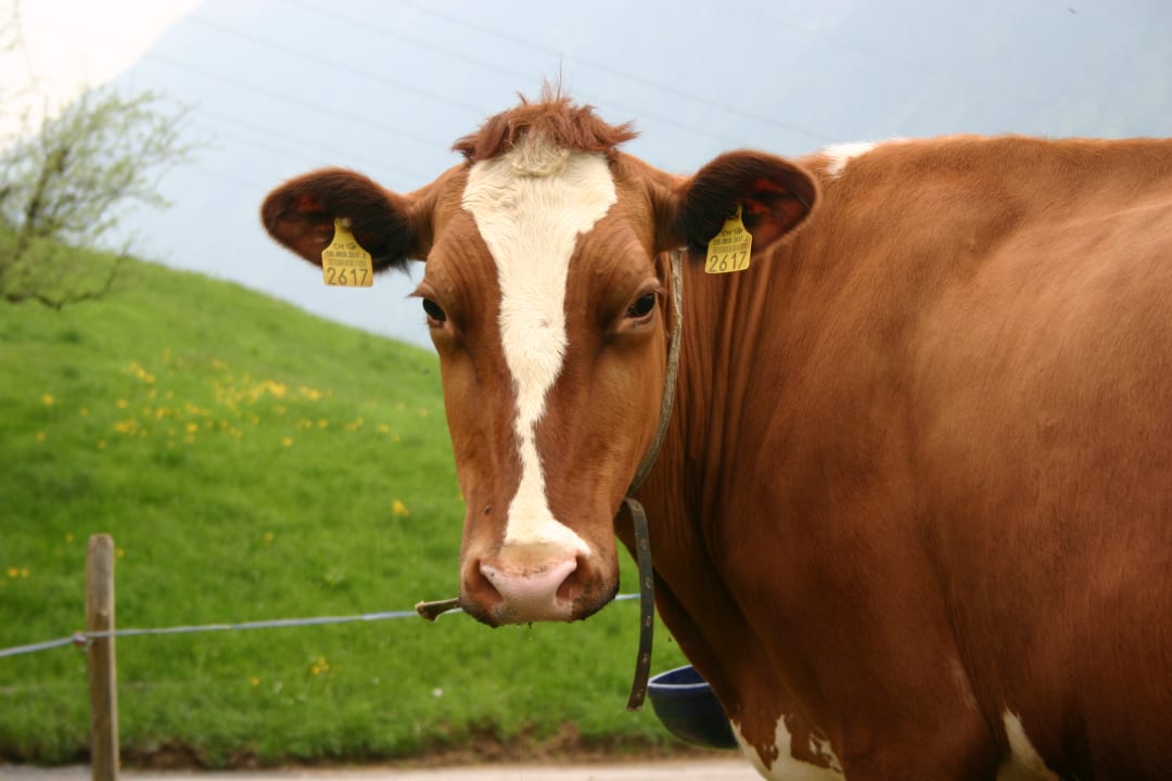 Sonstiges Ferienhaus Stockli