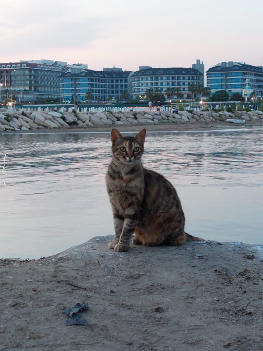 Strand Aydinbey Kings Palace & Spa